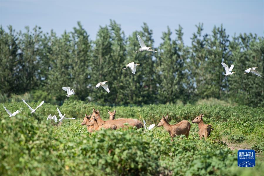 （新華全媒頭條·聚焦生物多樣性大會·圖文互動）（9）攜手同行，開啟人類高質(zhì)量發(fā)展新征程——習近平主席在《生物多樣性公約》第十五次締約方大會領(lǐng)導人峰會上的主旨講話解讀